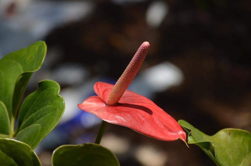 Hotel Aromax Del Campestre Medellín Zewnętrze zdjęcie